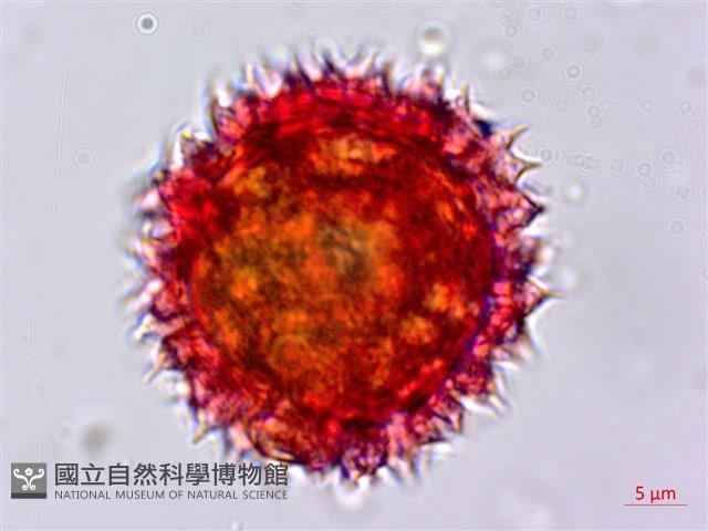 玉山飛蓬藏品圖，第3張