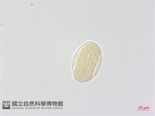 登錄號:S049030藏品圖，第2張