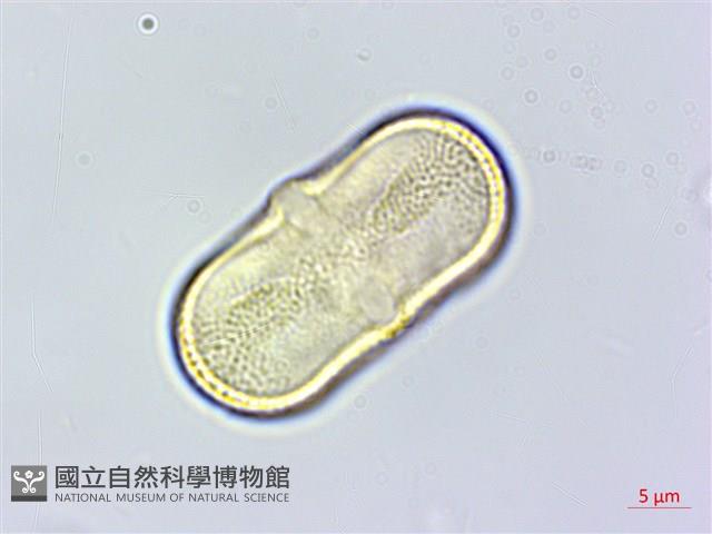 茴香、懷香藏品圖，第2張