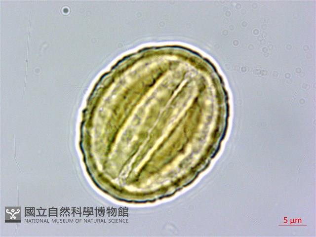 密花黃菫藏品圖，第2張
