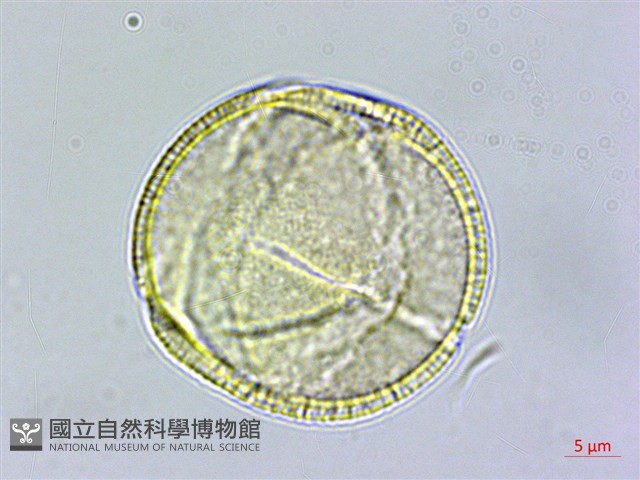 蓬萊珍藏品圖，第2張