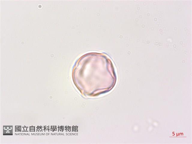 瑪瑙珠、黃果龍葵藏品圖，第2張