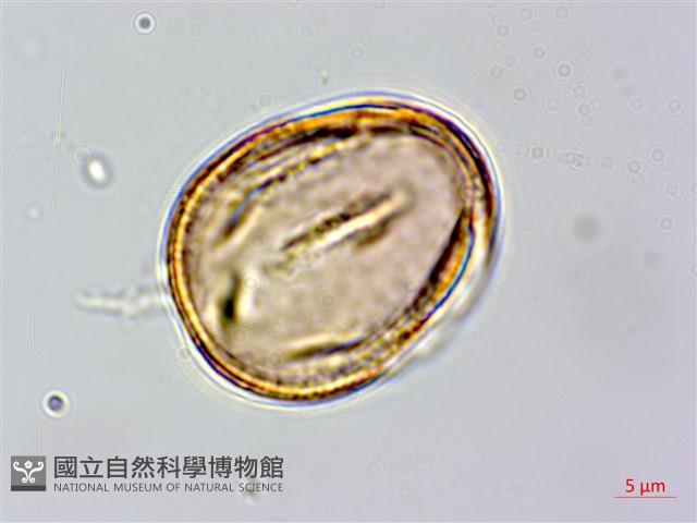 水黃皮藏品圖，第2張