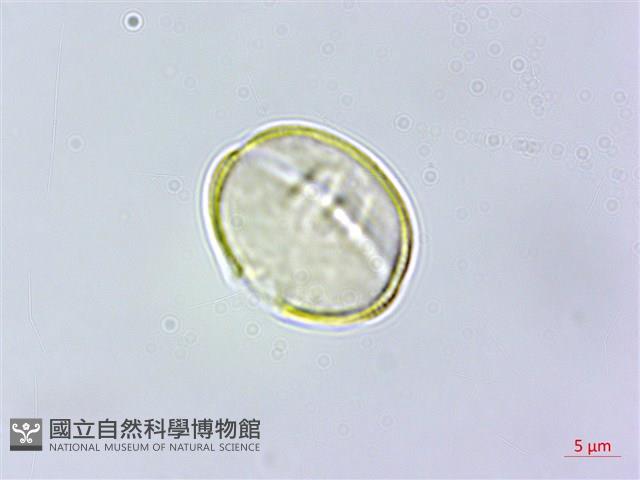 三斗石櫟藏品圖，第2張