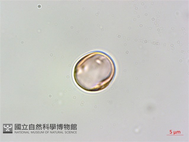 蘭嶼樹蘭藏品圖，第3張