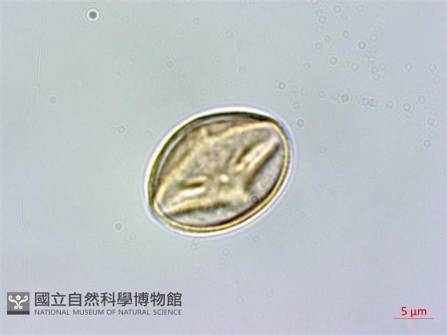 格藥柃藏品圖，第2張