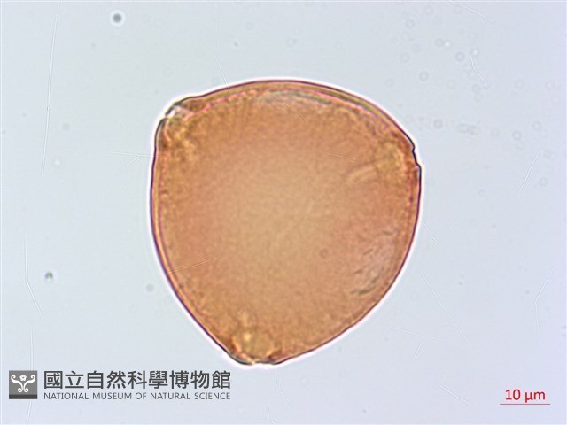 小葉胡頹子藏品圖，第3張