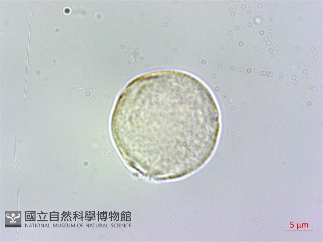 假酸漿藏品圖，第3張