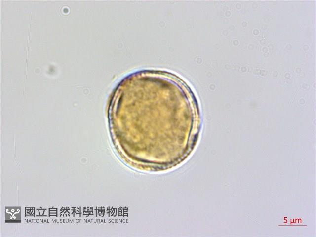 登錄號:S048970藏品圖，第2張