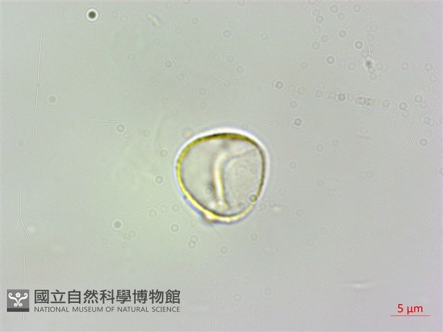 珠芽桑葉麻藏品圖，第2張