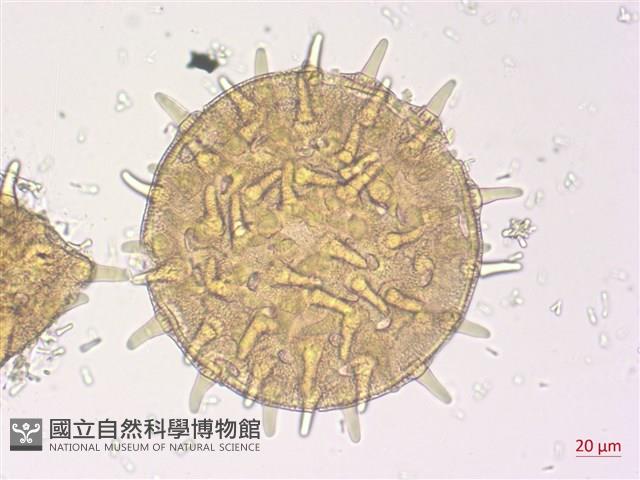 山芙蓉、臺灣山芙蓉、狗頭芙蓉藏品圖，第2張