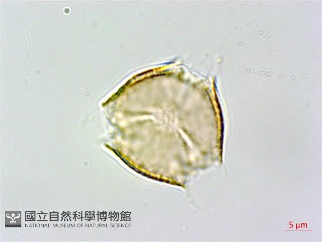 虎婆刺藏品圖，第2張