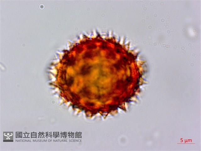 尼泊爾籟簫藏品圖，第3張