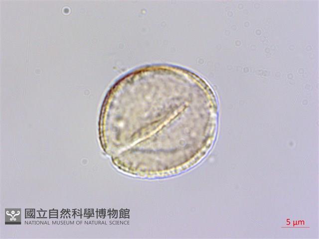 蘭嶼厚殼樹藏品圖，第2張