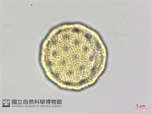 馬氏濱藜藏品圖，第3張