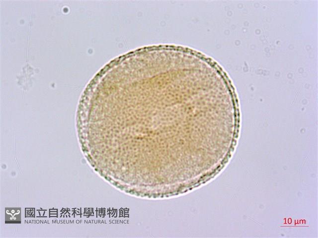 蘭嶼胡桐藏品圖，第3張