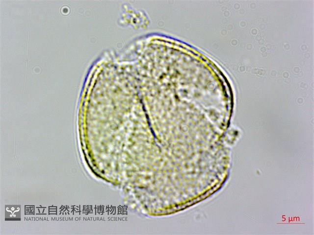 小木通藏品圖，第2張