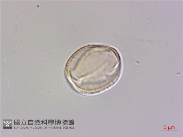 檉柳、華北檉柳藏品圖，第2張