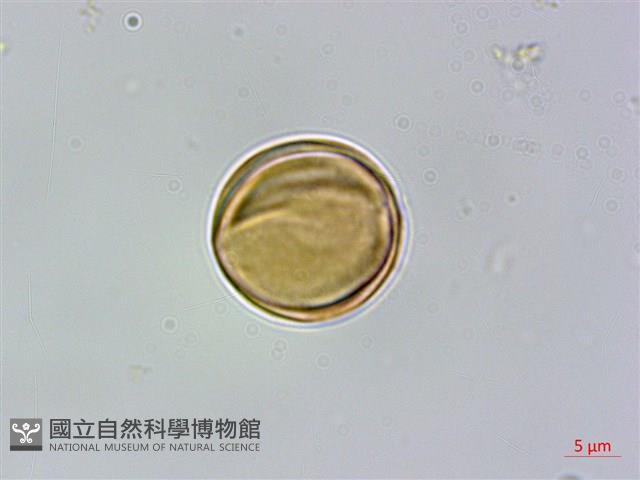 披針葉毛柃藏品圖，第2張