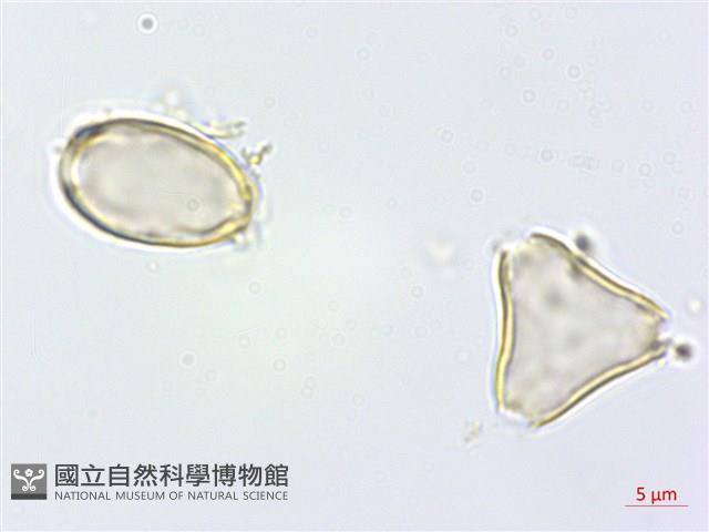 高士佛赤楠藏品圖，第2張