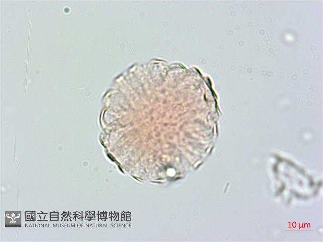 小扁豆藏品圖，第3張