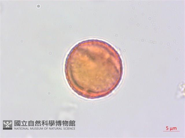 蘭嶼蘋婆藏品圖，第3張