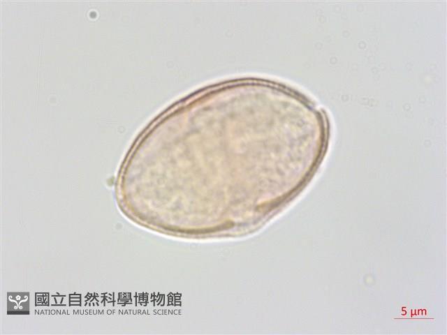 水芹菜藏品圖，第2張