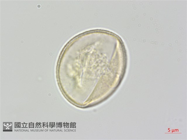通條樹，喜馬山旌節花藏品圖，第2張