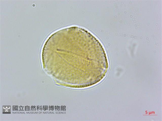 玉山櫻草藏品圖，第2張