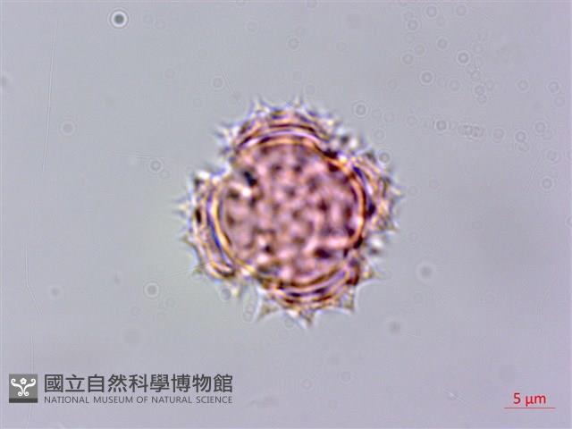 紅面番藏品圖，第3張