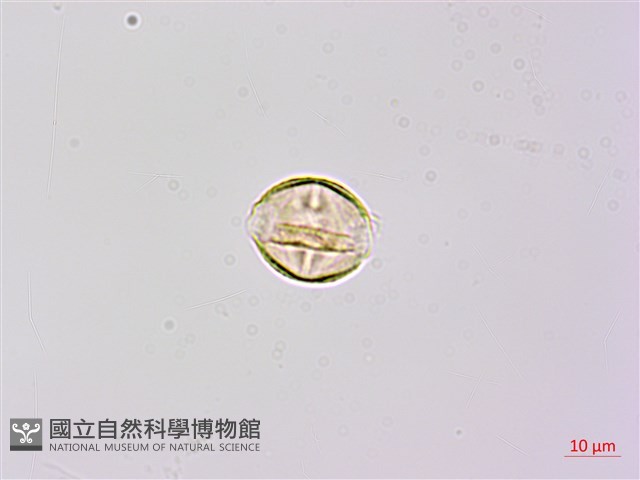 苦參藏品圖，第2張