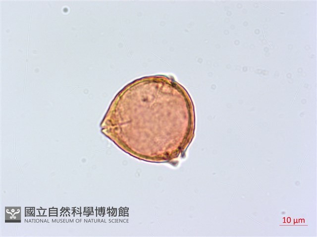 宜梧藏品圖，第2張