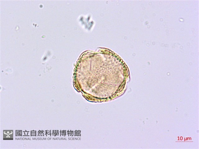 臺灣鵝掌柴藏品圖，第3張