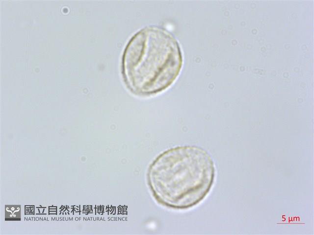 食用樓梯草藏品圖，第3張