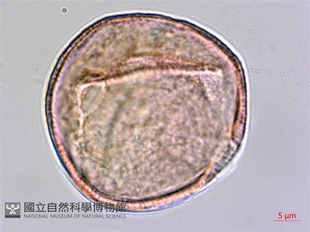 登錄號:S159041藏品圖，第2張