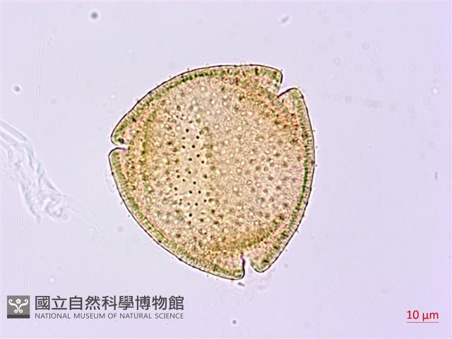裡白忍冬、紅腺忍冬藏品圖，第3張