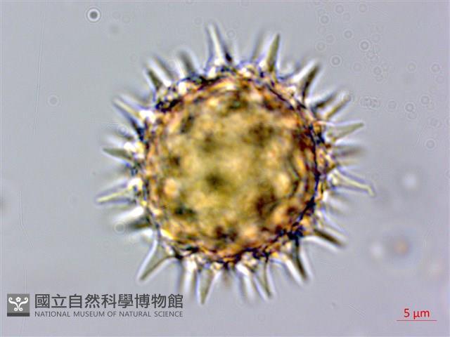 王爺葵、五瓜金英藏品圖，第2張