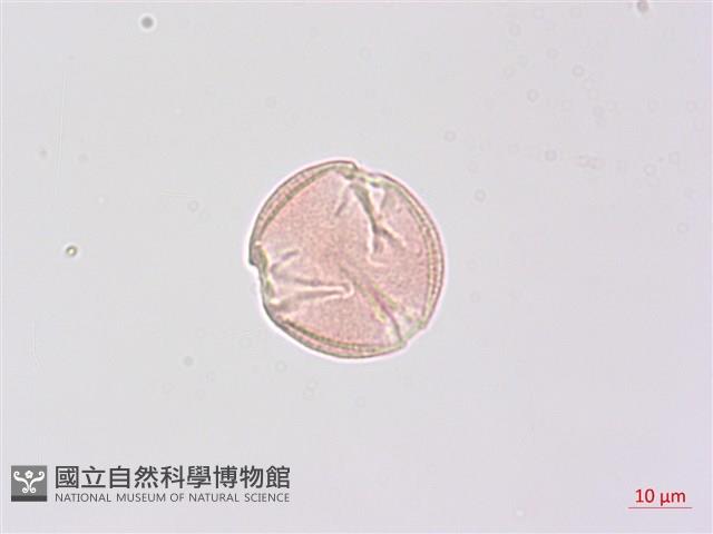 野鴉椿藏品圖，第2張