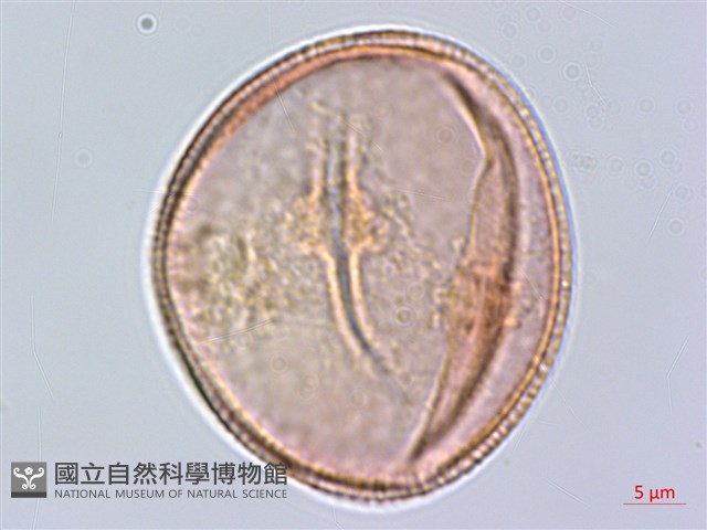 黑果馬交兒藏品圖，第2張