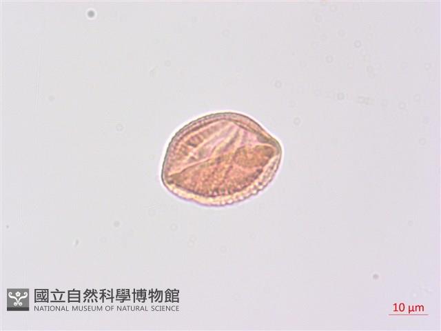 山香圓藏品圖，第3張