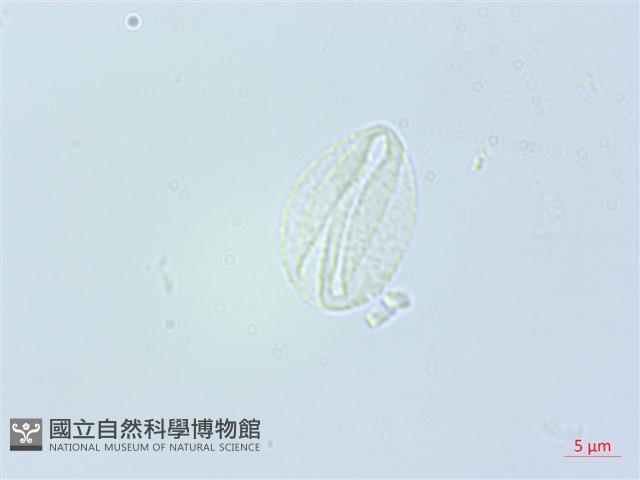 長葉苧麻藏品圖，第2張