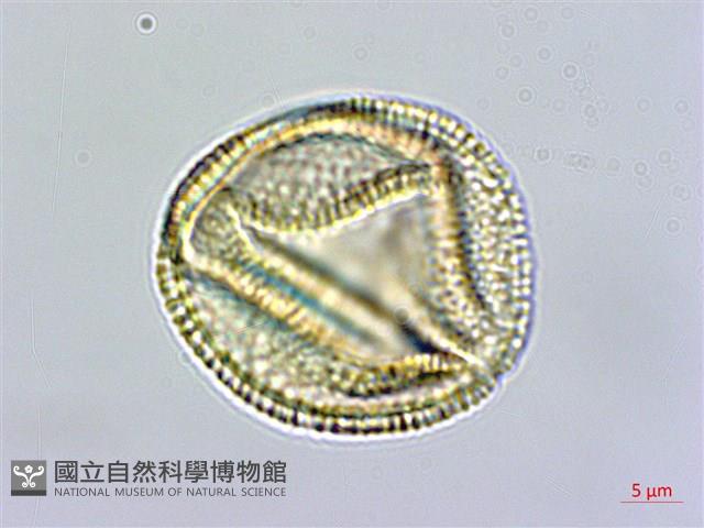 翼萼蔓藏品圖，第2張