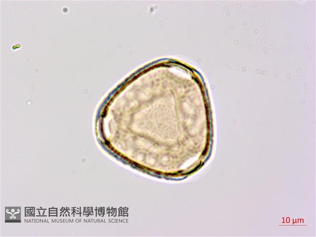 苗栗野豇豆藏品圖，第2張