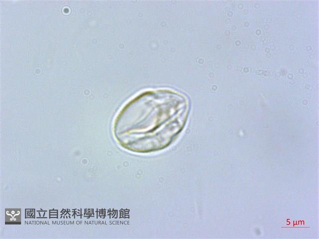 毛花點草藏品圖，第2張