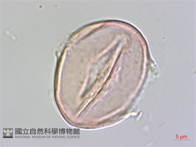 煙草藏品圖，第2張