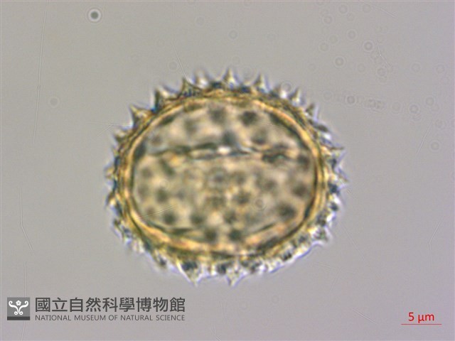 纓絨花藏品圖，第3張