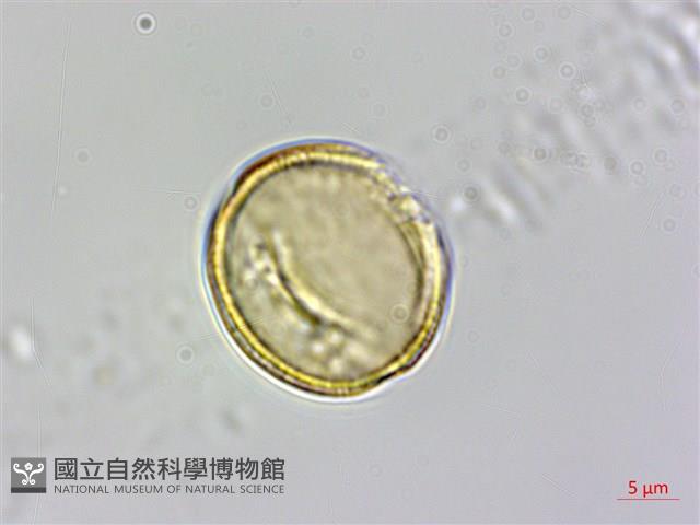 魚木藏品圖，第2張