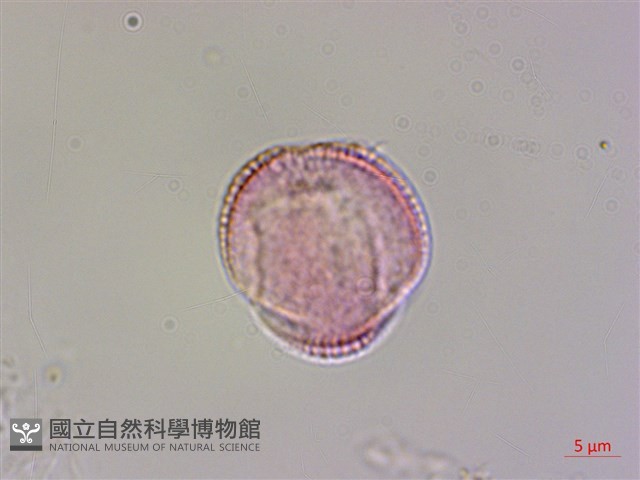 華北檉柳藏品圖，第2張