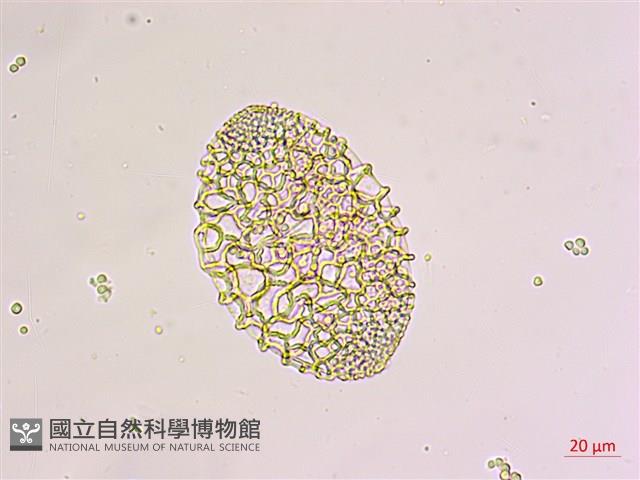 粗莖麝香百合、糙莖麝香百合、鐵炮百合藏品圖，第2張