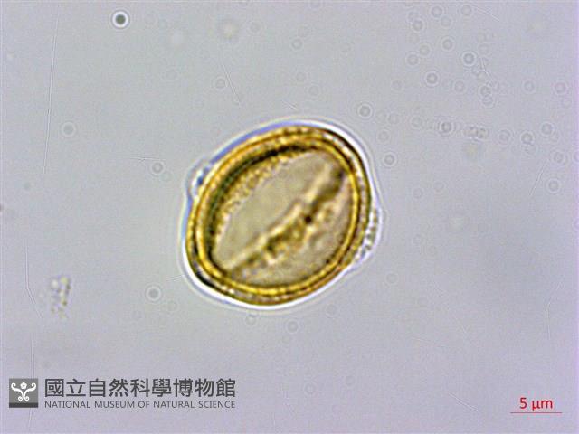 威靈仙藏品圖，第3張